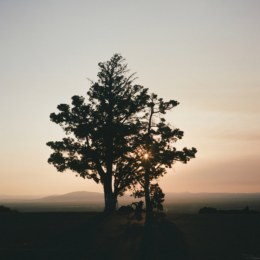 Silhouette of a tree against a sunset sky with mountains in the distance.